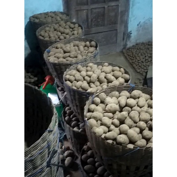

Kentang Dieng Premium