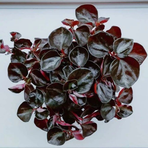 Peperomia Metalica Colombiana - Tanaman Hias