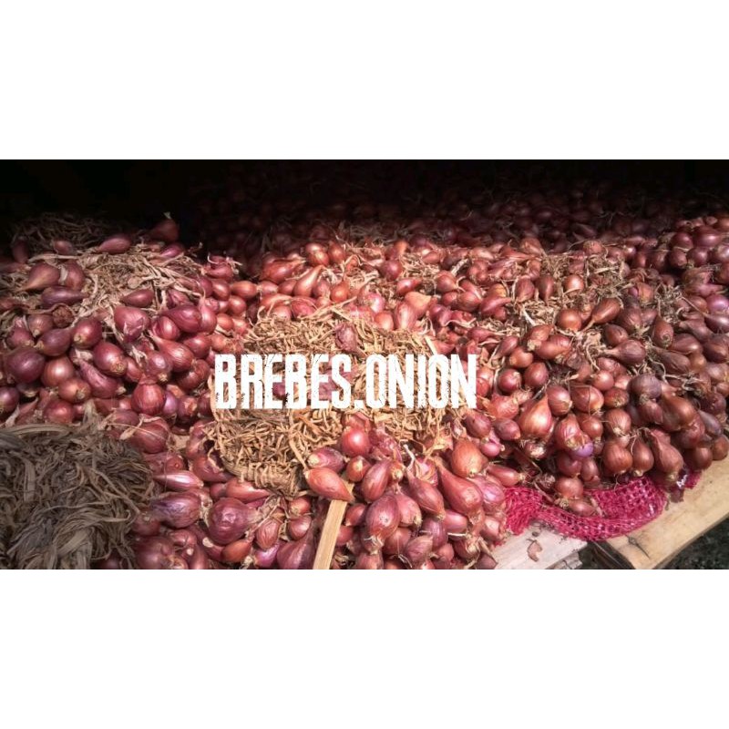 bibit bawang merah asli brebes (Bima)