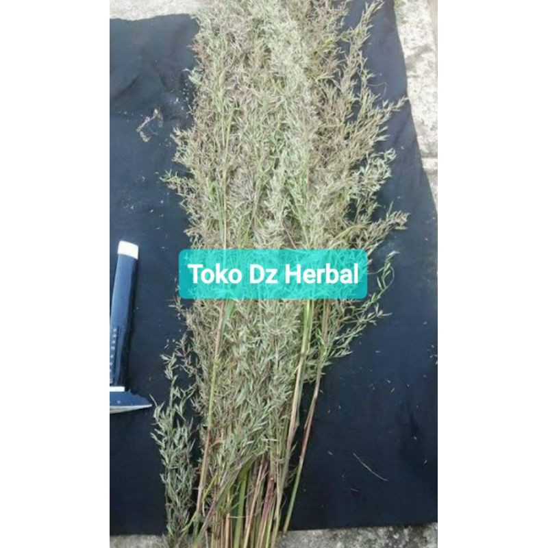 Bunga sereh merah sereh wangi kembang serai merah lanang per ikat-az