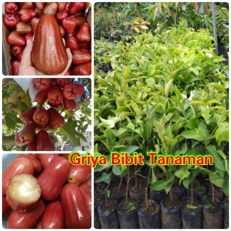 BIBIT BUAH JAMBU AIR CITRA JAMBU CITRA Griya Bibit Tanaman