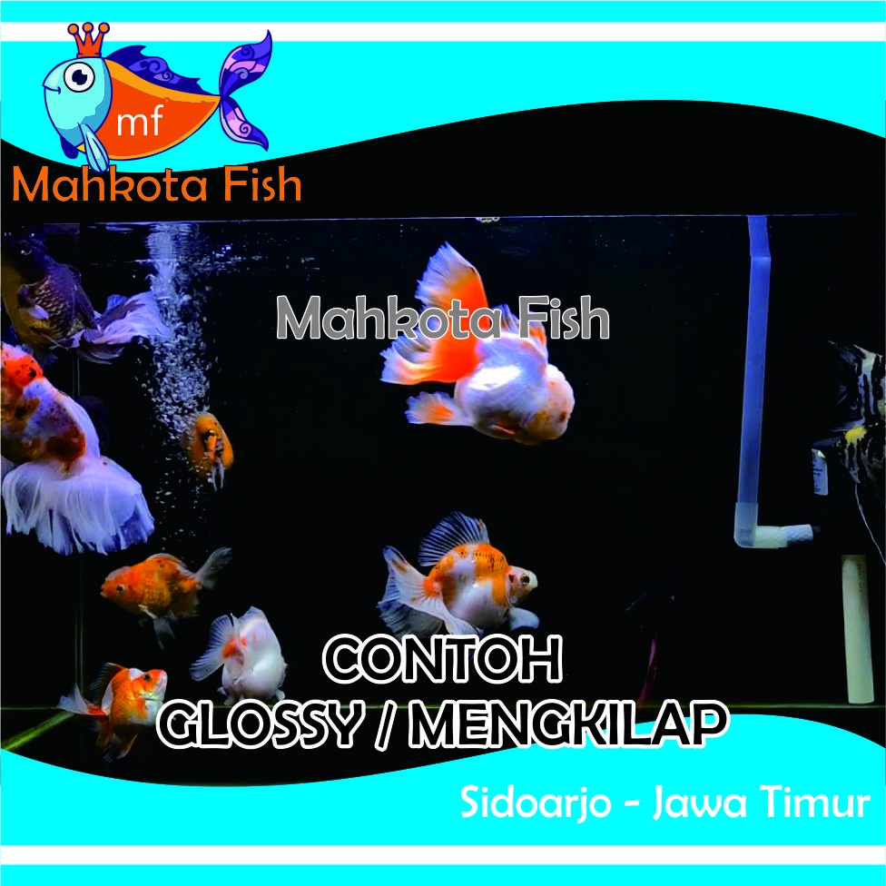 Background Aquarium MURAH (GLOSSY = Mengkilap) | Background Aquascape GRATIS PACKING KARDUS