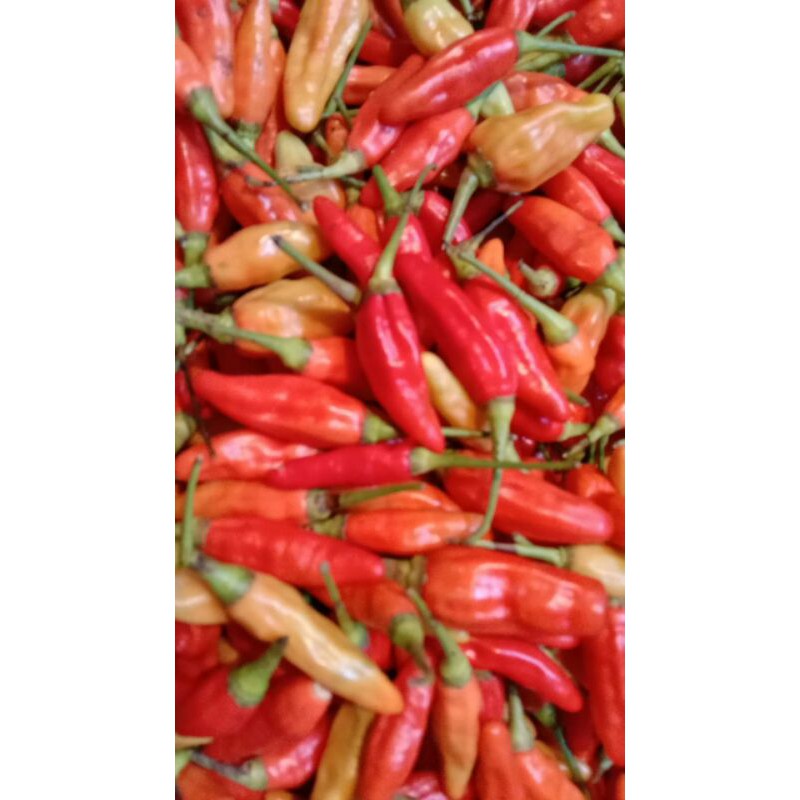 

cabai rawit merah 500gr