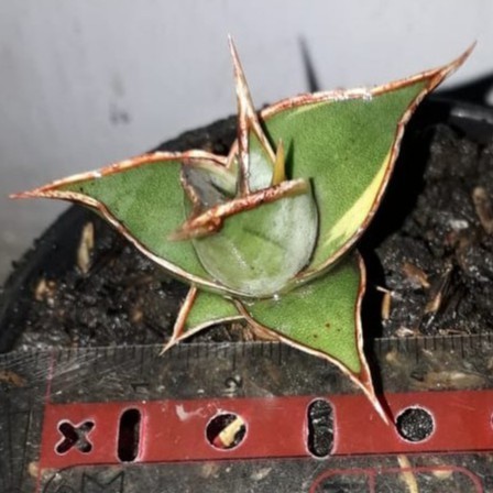 Sanseviera Pinguin Varigata Srit / Pinguin Varigata Srit Sansivera / Pinguiculata Varigata