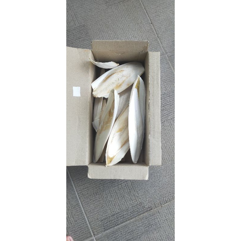 Tulang Sotong BESAR 17cm - 20cm 1 KG