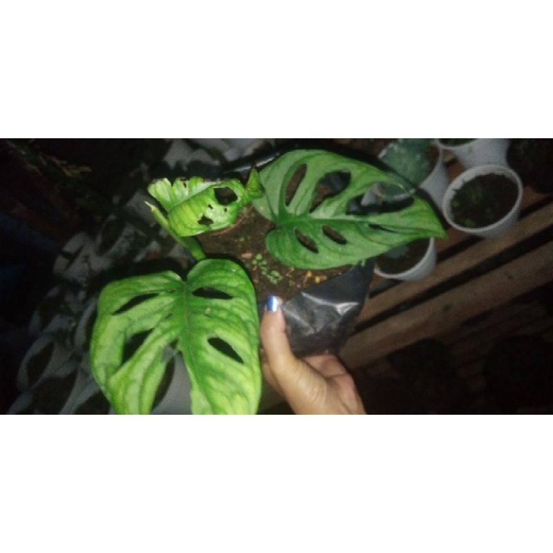 

Acuminata