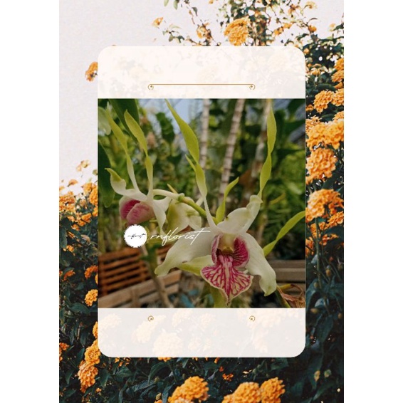 anggrek dendrobium stratiotes