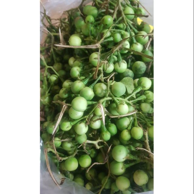 Tekoka/Rimbang Medan 500gr