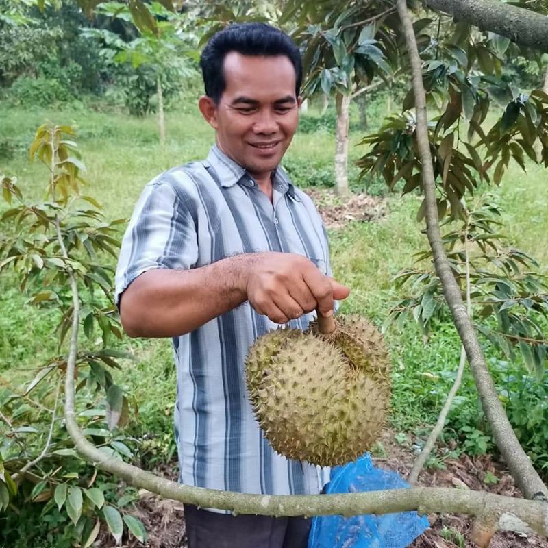 Bibit durian tembaga