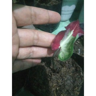 CALADIUM CAT  TUMPAH BERCAK MERAH HIJAU  CALADIUM SHYCOOL 