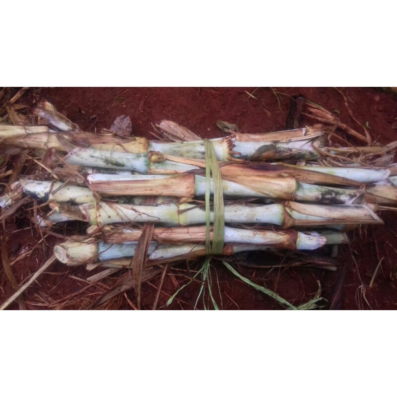 bibit rumput odot/gajah untuk pakan ternak sapi kambing