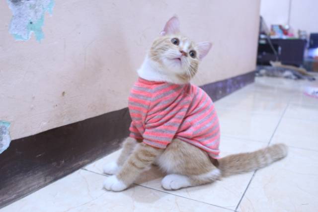 Baju rajut lucu strip pingin untuk kucing dan anjing / baju kucing murah size S M L XL