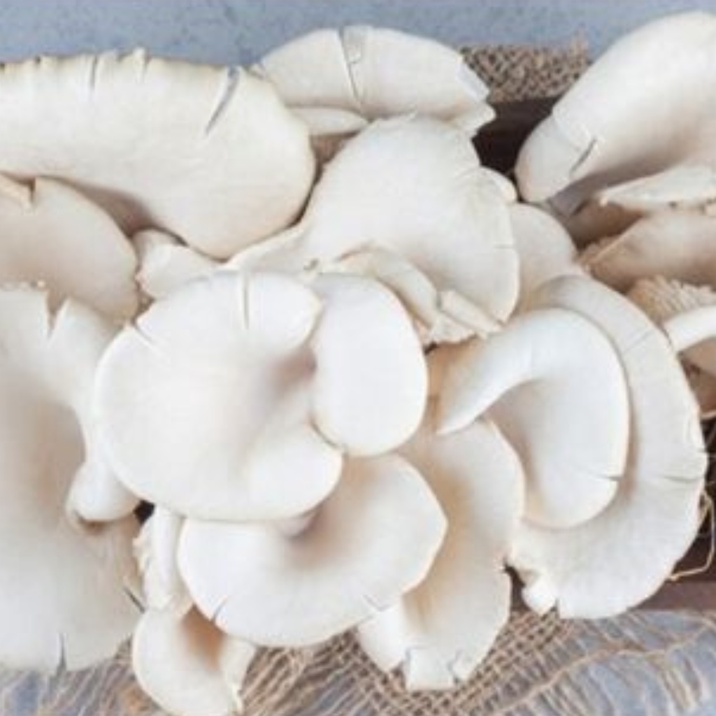 

Jamur Tiram Putih Segar 250 gr Jamur Tiram Oyster Mushroom