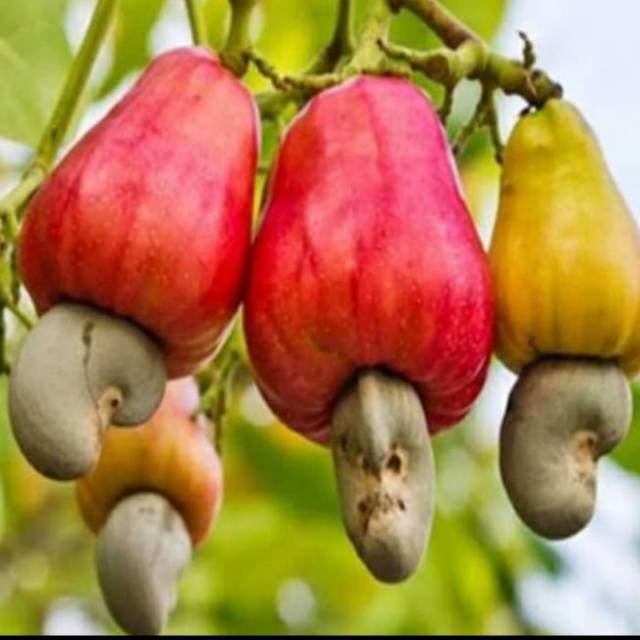 Bibit pohon jambu monyet