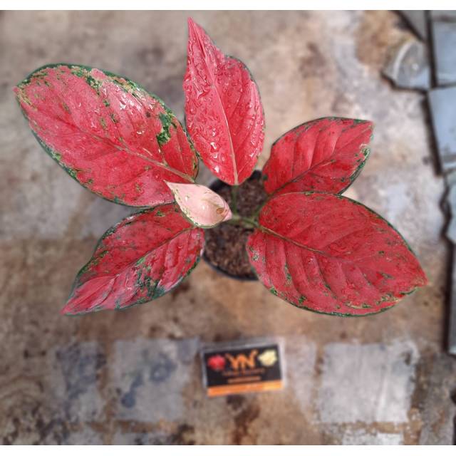 [COD] Aglaonema Red Venus