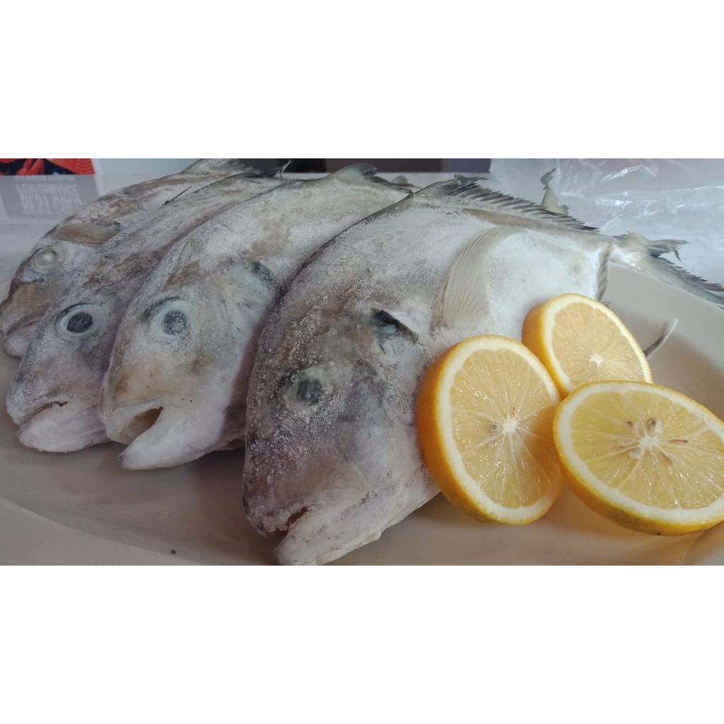 IKAN KUWE BESAR UTUH SEGAR -  IKAN BAKAR