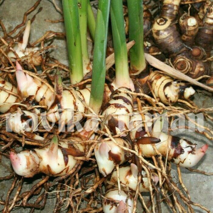 Tanaman lengkuas, tanaman herbal lengkuas