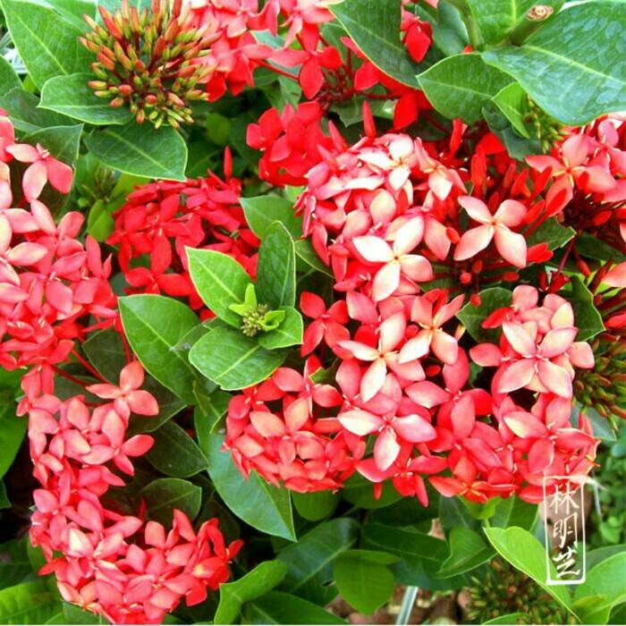 tanaman asoka bunga merah / tanaman soka bangkok