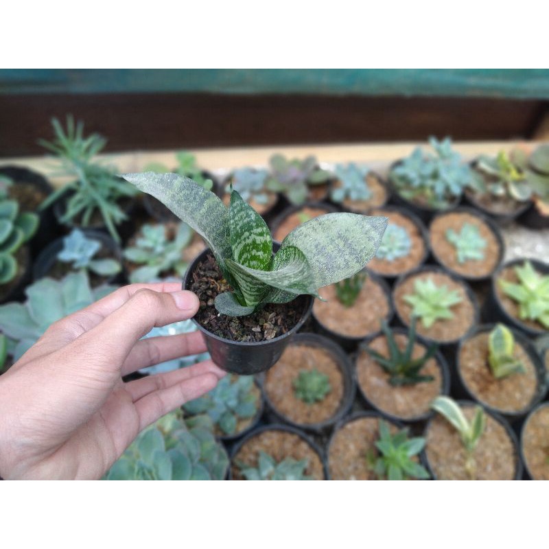 Sansevieria Kodok/Lidah Mertua Mini