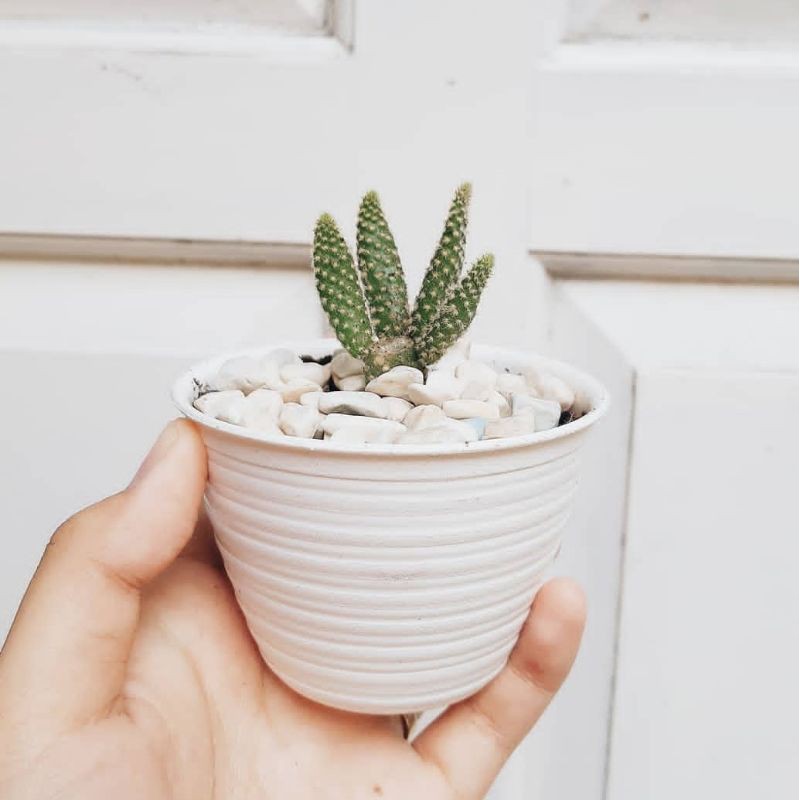 KAKTUS MICKEY GIFT KAKTUS SOUVENIR KAKTUS SUKULEN CACTUS MINI