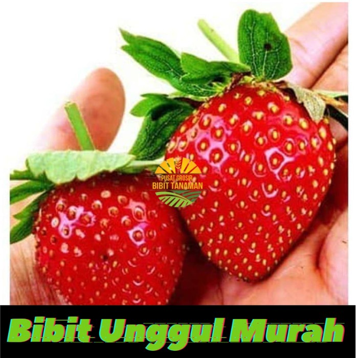 Bibit Seeds Fruit Strawberry Giant Stroberi Unik siap berbuah