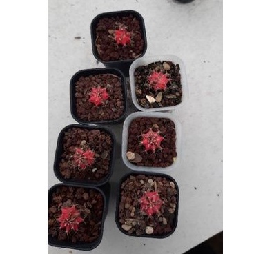 kaktus gymno starfire / miha starfire