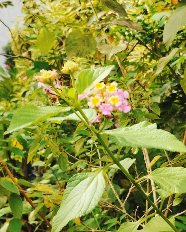 Green Dot Laser Scope (nyala Hijau)