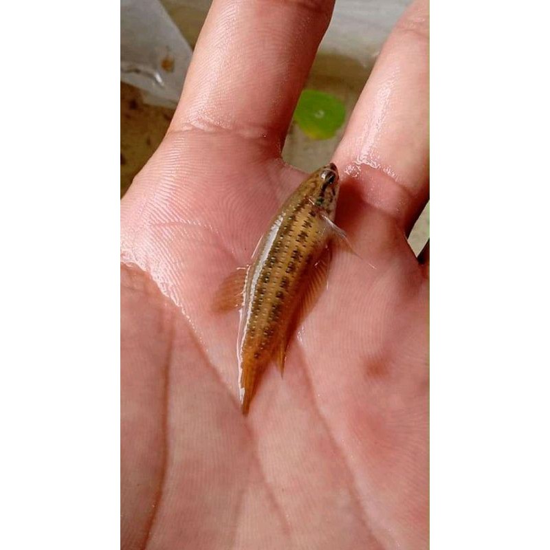 

Molina betaa imbelis. medan