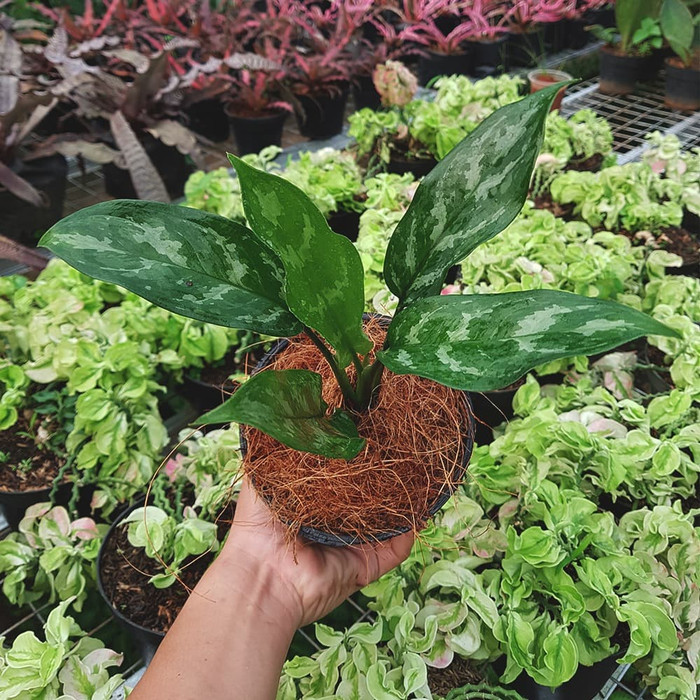 Aglaonema commutatum Schott - Tanaman hias / aglonema / indoor plant