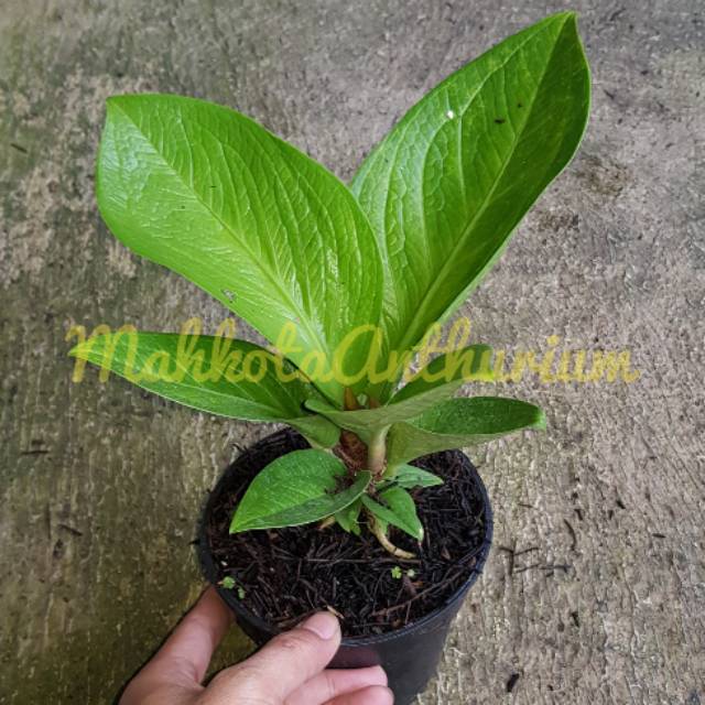 Anthurium jemani mangkok tornado remaja