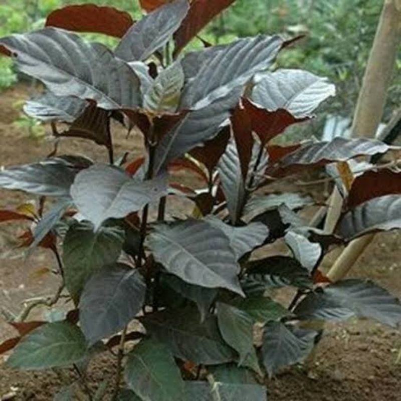 bibit daun ungu obat ambeyen (stek)