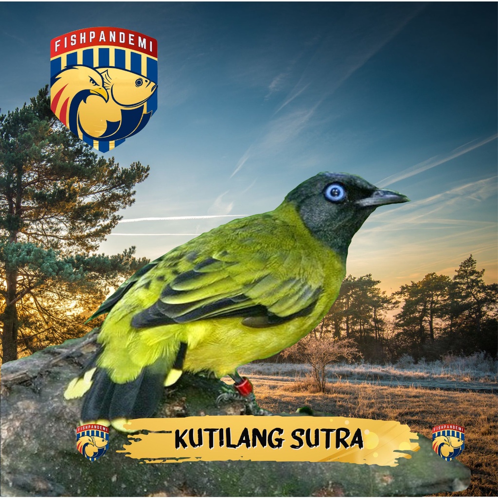 KUTILANG SUTRA MATA BIRU