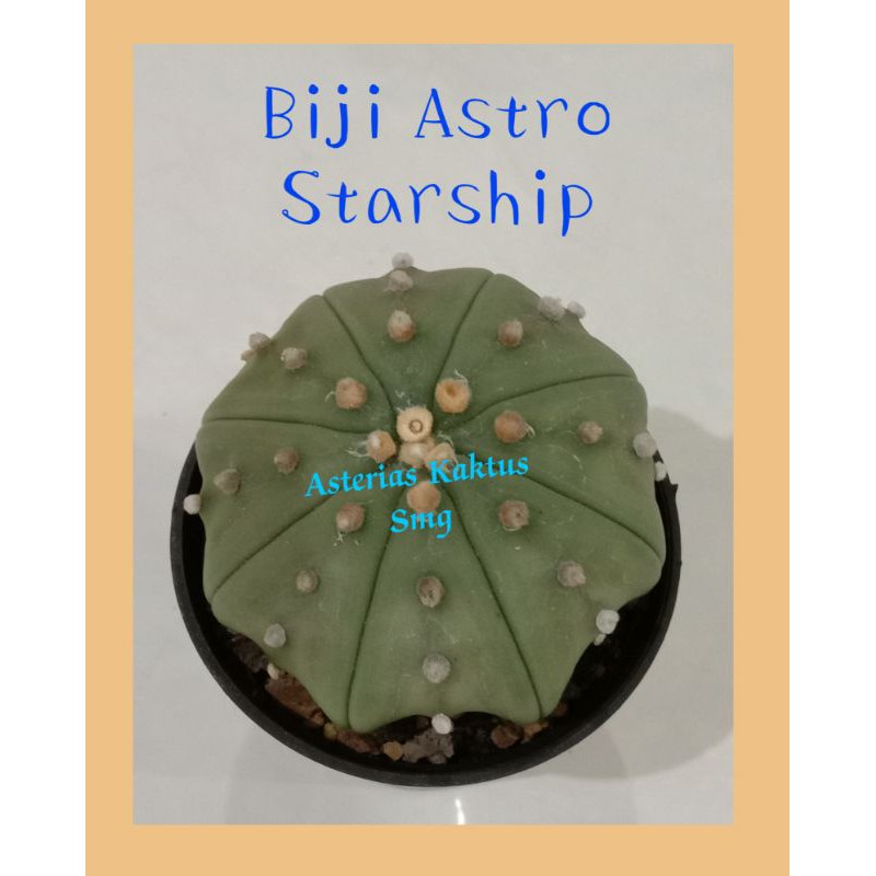 Biji Kaktus Astro Astrophytum Astro Starship