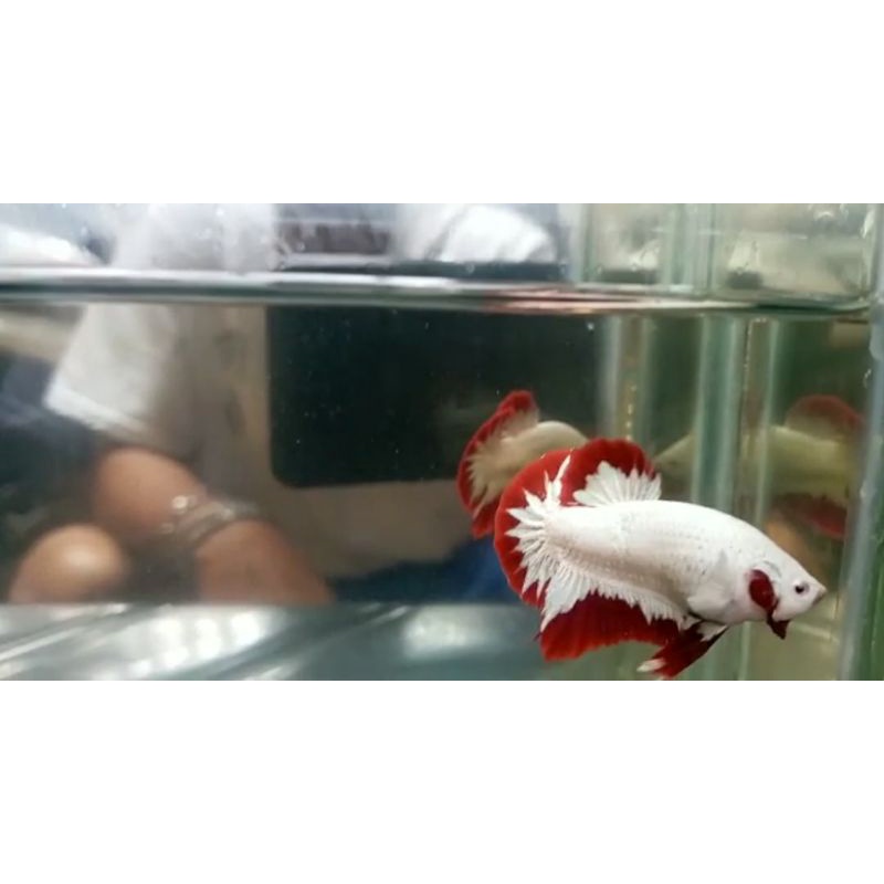 ikan cupang red dragon snow