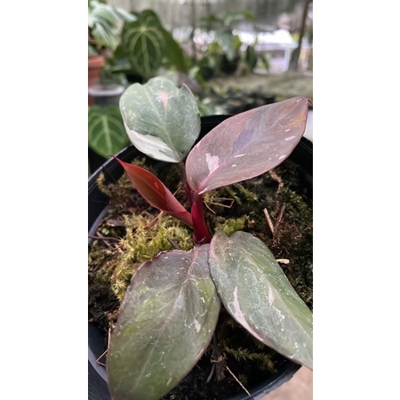 Philodendron Anderson