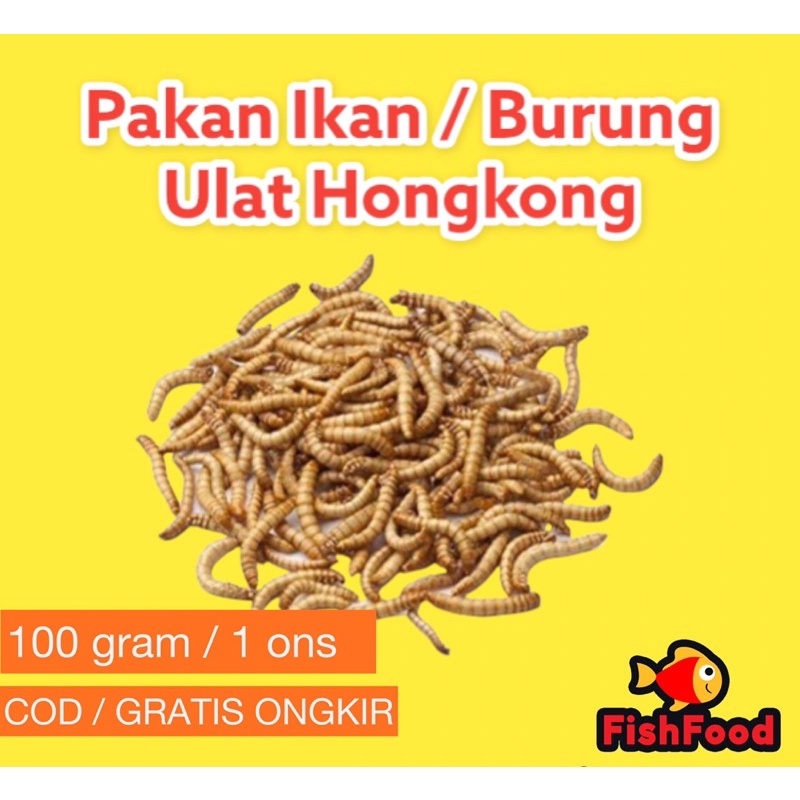 Ulat Hongkong Grade A++ Pakan Ikan / burung Ulat Hongkong / Pakan Reptil / Pakan Sugarglider / Pakan