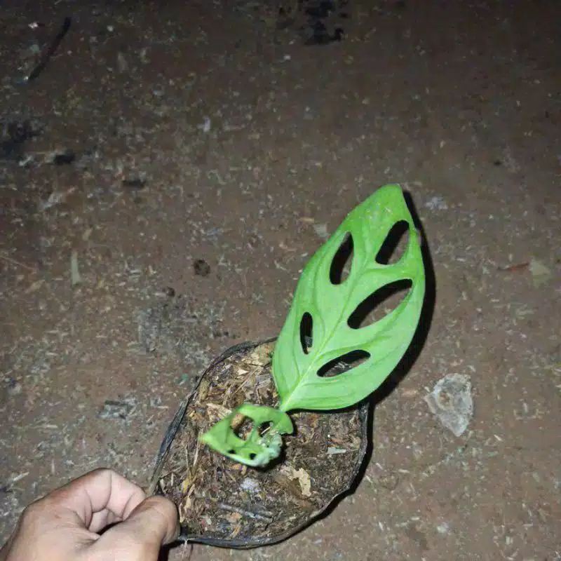 tanaman hias/pohon hias monstera janda bolong