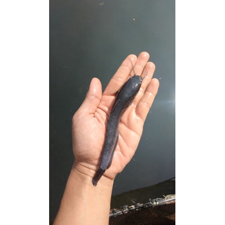 BIBIT/BENIH IKAN LELE SANGKURIANG/MUTIARA (GARANSI KEMATIAN).