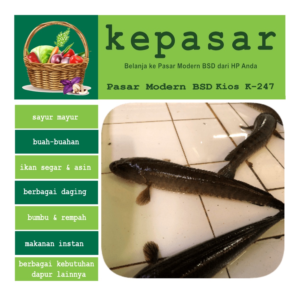 

Ikan Gabus 500 g - Kepasar Pasar Online