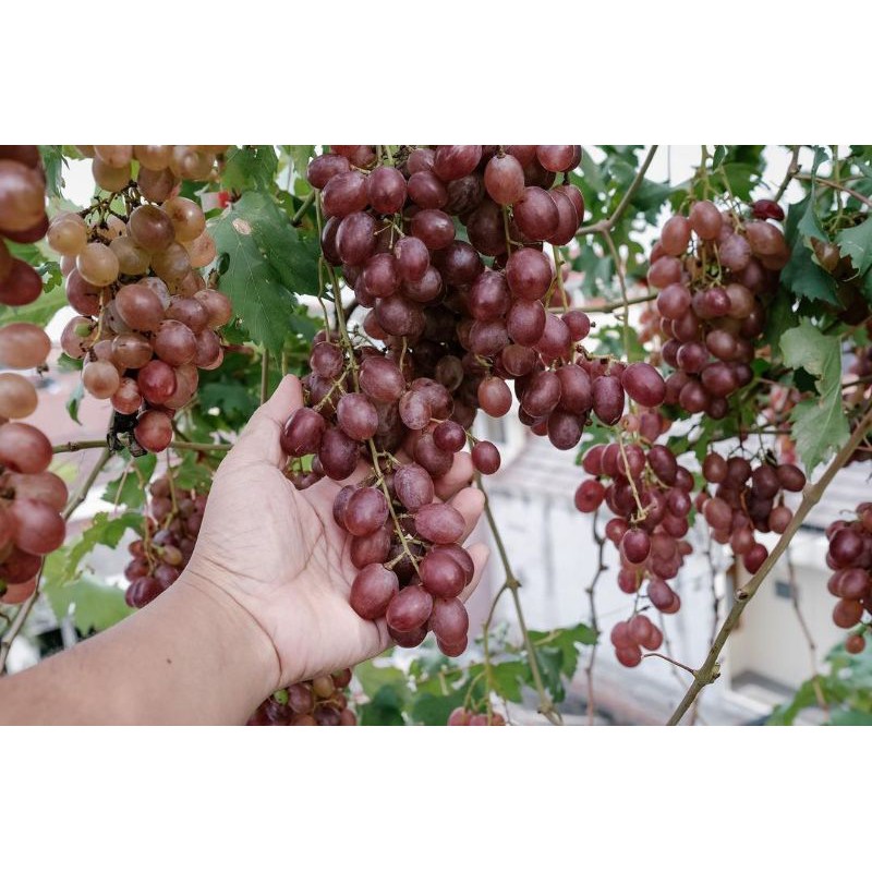 BIBIT ANGGUR IMPORT, ANGGUR JUPITER