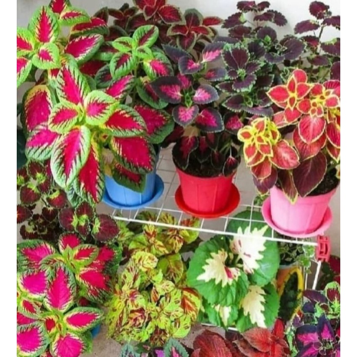 tanaman hias hidup miana paket 10 jenis - Tanaman Hias miana - miana