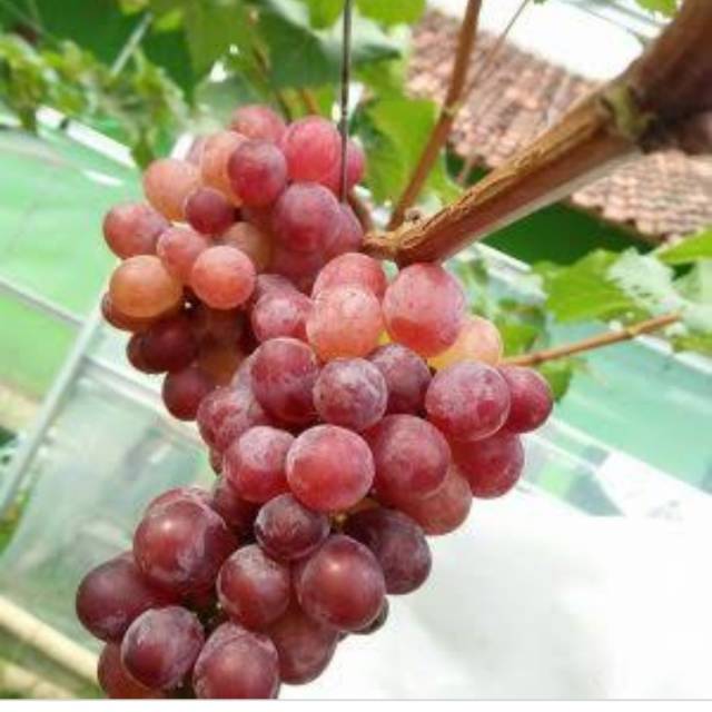 Bibit Anggur Import Jupiter