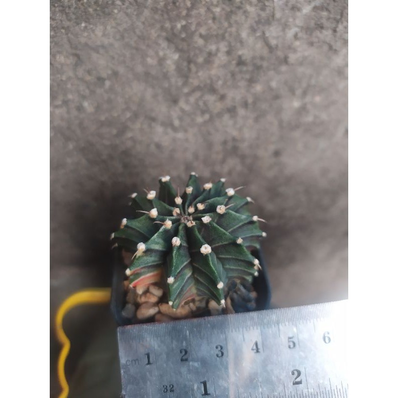 cactus kaktus Lb Hybrid varigata tipis 11 Ribs