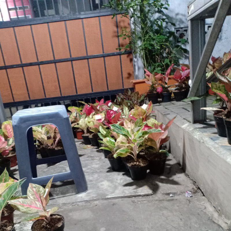 paket aglaonema