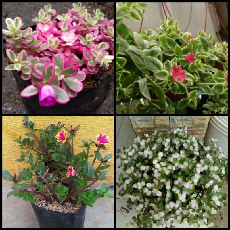 paket 4 jenis bunga gantung(kribo,aftenia merah,krokot,gelang,pink)