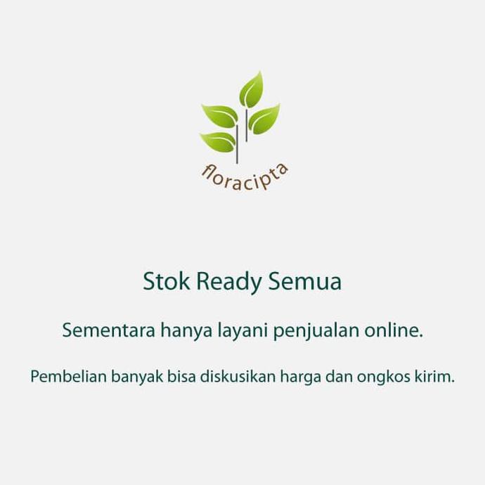 Bibit Tanaman Bidara Bibit Pohon Bidara Daun Buah Bidara Arab Tanaman Sidr Shidr Ju@L