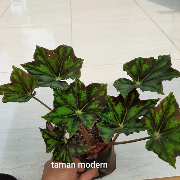 BEGONIA CLEOPATRA BINTANG-tanaman begonia cleopatra bintang