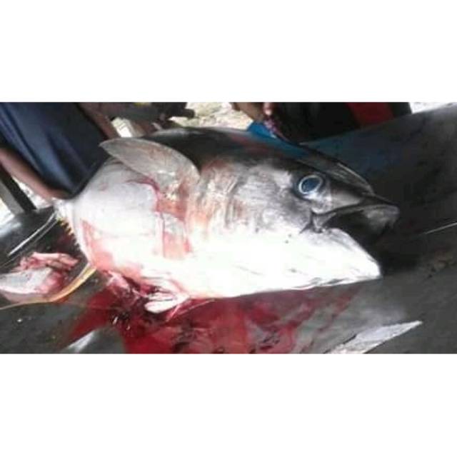 

Ikan tuna segar