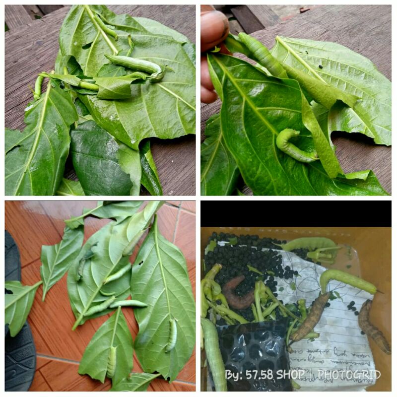 Ulat Mengkudu/Ulat Pace/Umpan Ikan Bawal dan Lele