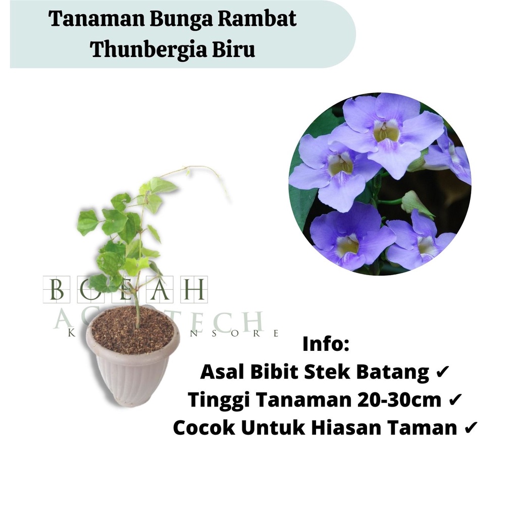 Bibit Tanaman Hias Bunga Thunbergia Biru/ Tanaman Merambat Thunbergia Biru